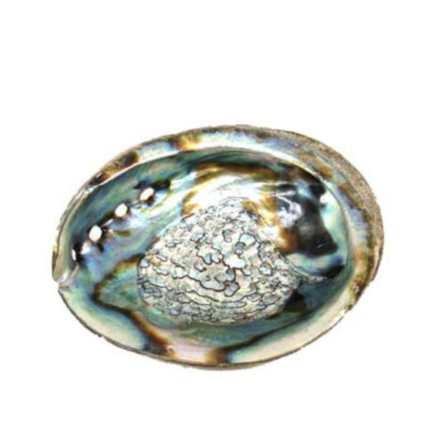 ABALONE SHELL Incense Burner small - Image 3